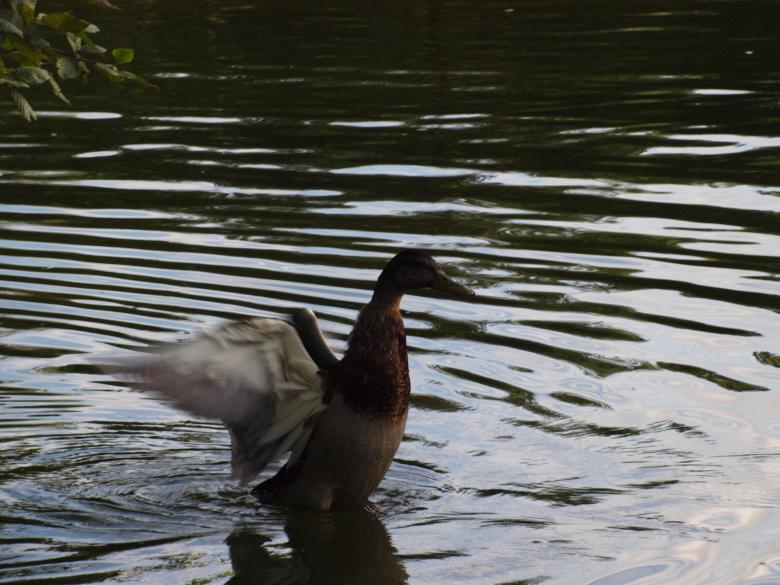 Free stock image of Duck created by Marko Mäkinen
