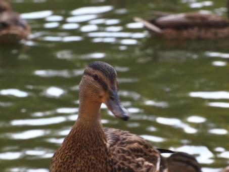 Free Stock Photo of Duck