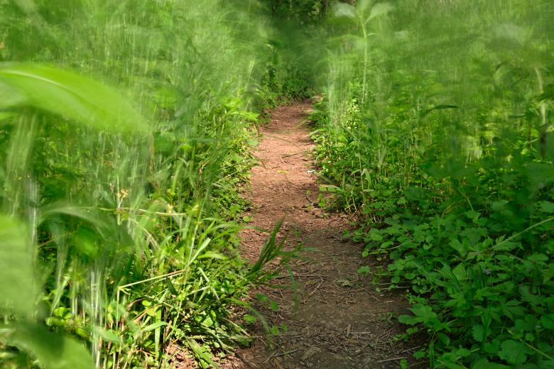 Free stock image of Windy Goose Creek Trail - HDR created by Nicolas Raymond