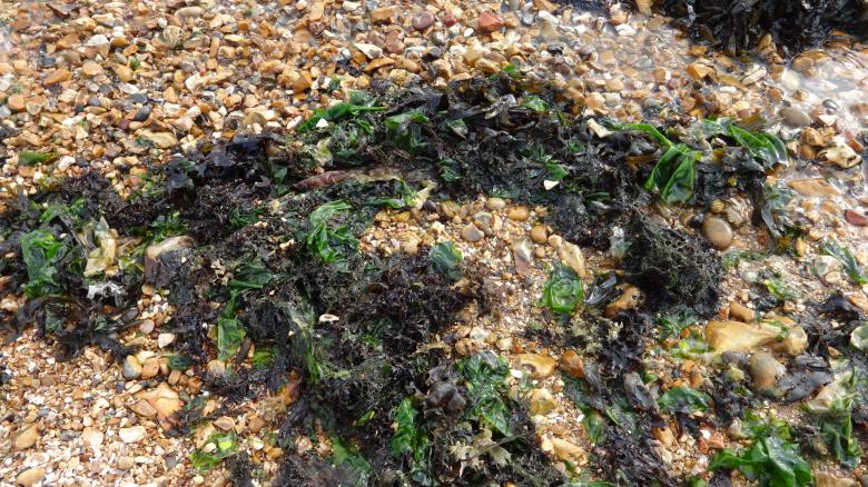 Free stock image of Seaweed created by Wady Galfskiy
