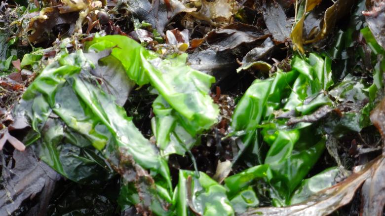 Free stock image of Seaweed created by Wady Galfskiy