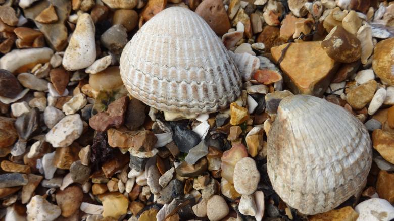 Free stock image of Seashells created by Wady Galfskiy