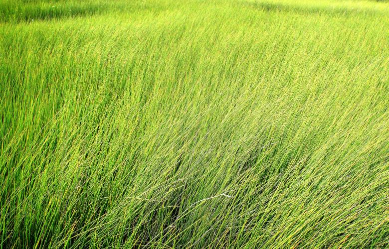 Free stock image of Tall grass - Texture created by Jack Moreh