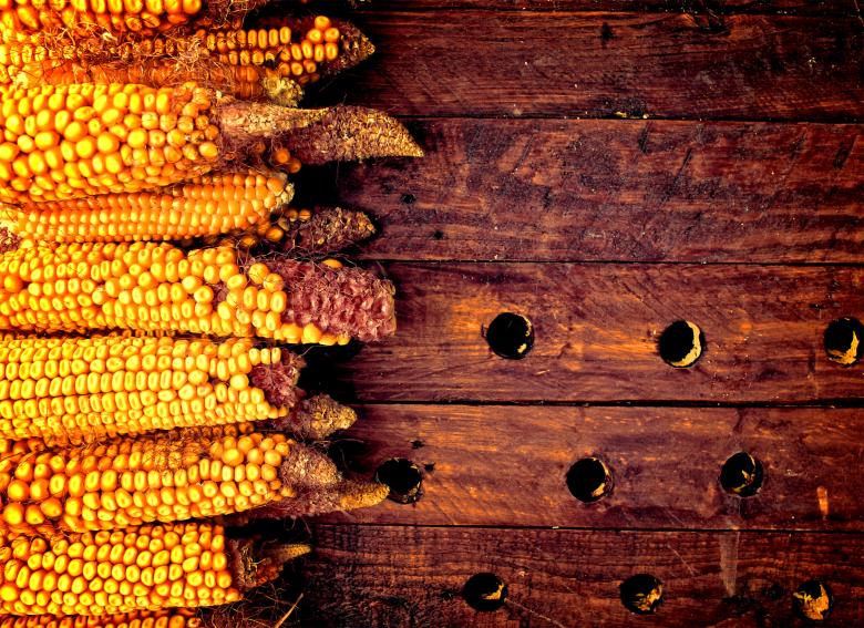 Free stock image of Rustic corn cobs on wooden background - Organic farming created by Jack Moreh
