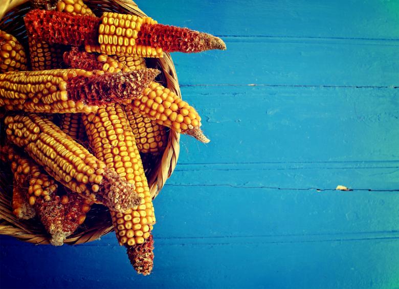 Free stock image of Corn cobs in a basket on rustic blue wooden background created by Jack Moreh