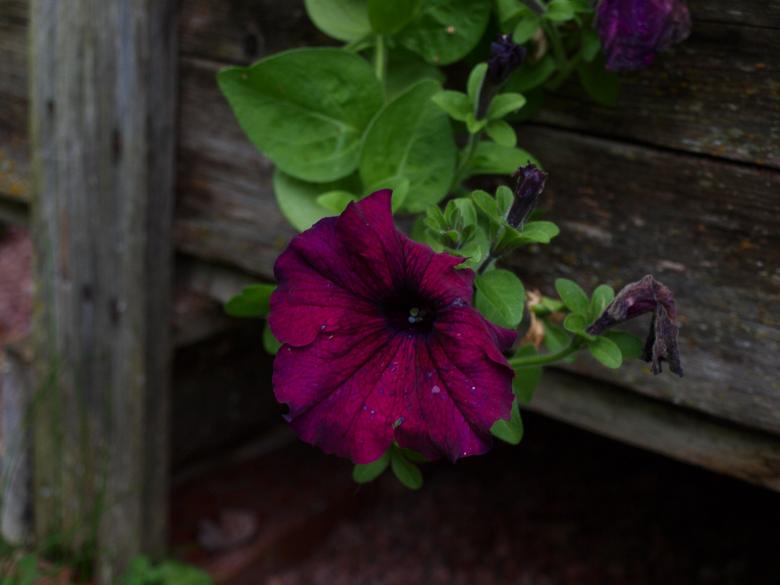 Free stock image of Purple flower created by Marko Mäkinen