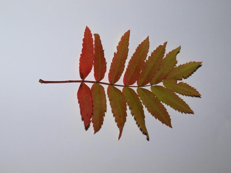 Free stock image of Fall leaf created by Marko Mäkinen