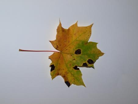 Free Stock Photo of Fall leaf