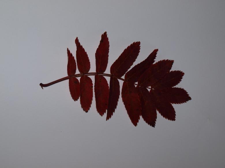 Free stock image of Fall leaf created by Marko Mäkinen