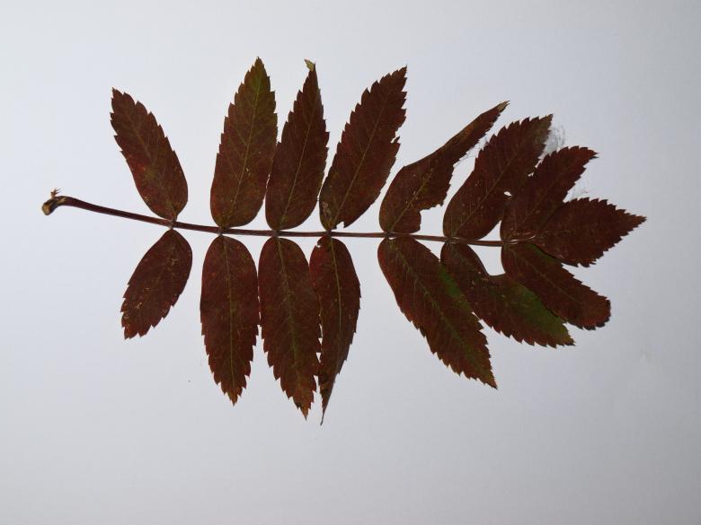 Free stock image of Fall leaf created by Marko Mäkinen