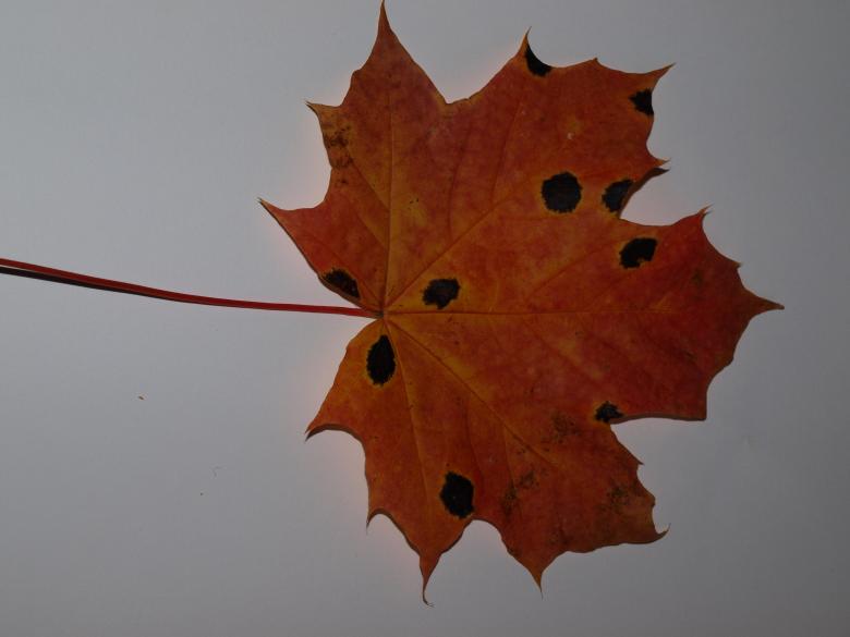 Free stock image of Fall leaf created by Marko Mäkinen