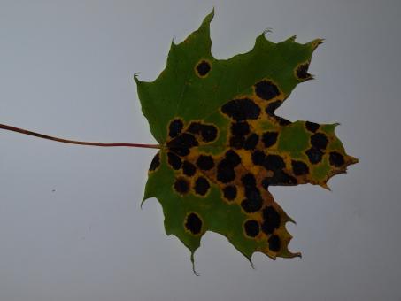 Free Stock Photo of Fall leaf