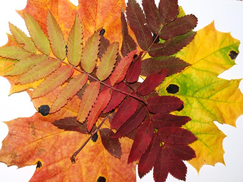 Free stock image of Fall leaf created by Marko Mäkinen