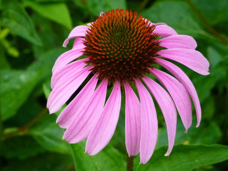 Free stock image of Echinacea purpurea - pink coneflower flower created by Eric Yuen