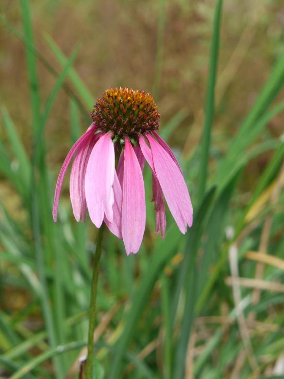 Free stock image of Pink coneflower in bloom created by Eric Yuen
