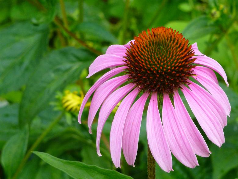 Free stock image of Echinacea purpurea created by Eric Yuen