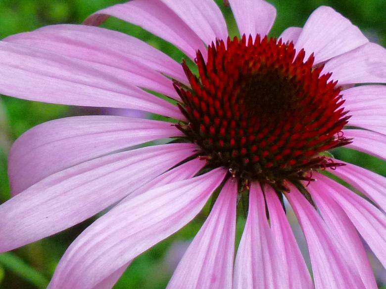 Free stock image of Pink coneflower created by Eric Yuen