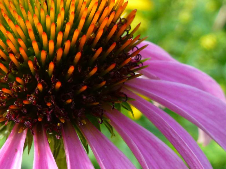 Free stock image of Pink coneflower closeup created by Eric Yuen