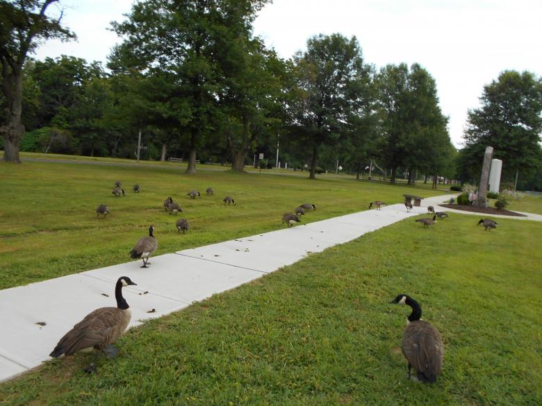 Free stock image of Geese in Bristol ct created by elvis navarro
