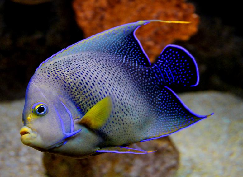 Free stock image of Blue Angelfish - Pomacanthus semicirculatus created by Jack Moreh