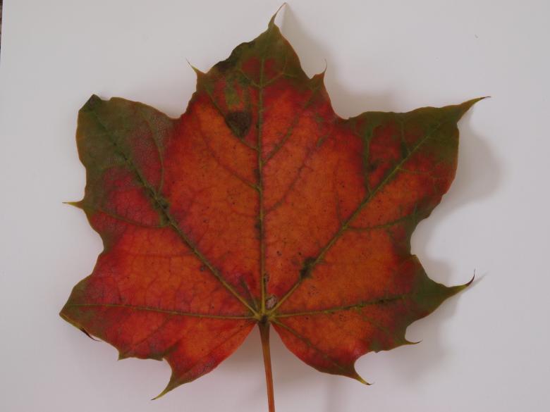 Free stock image of Fall leaf created by Marko Mäkinen