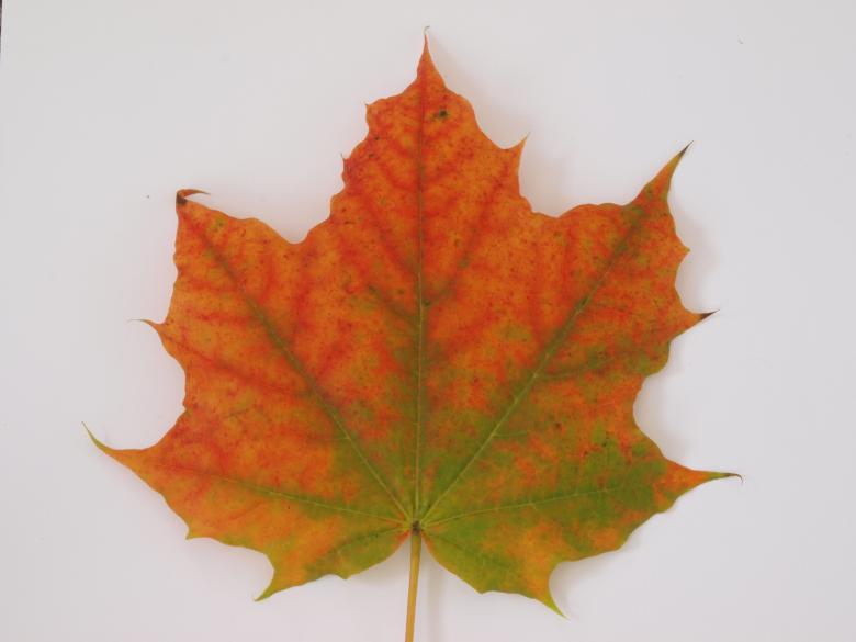 Free stock image of Fall leaf created by Marko Mäkinen