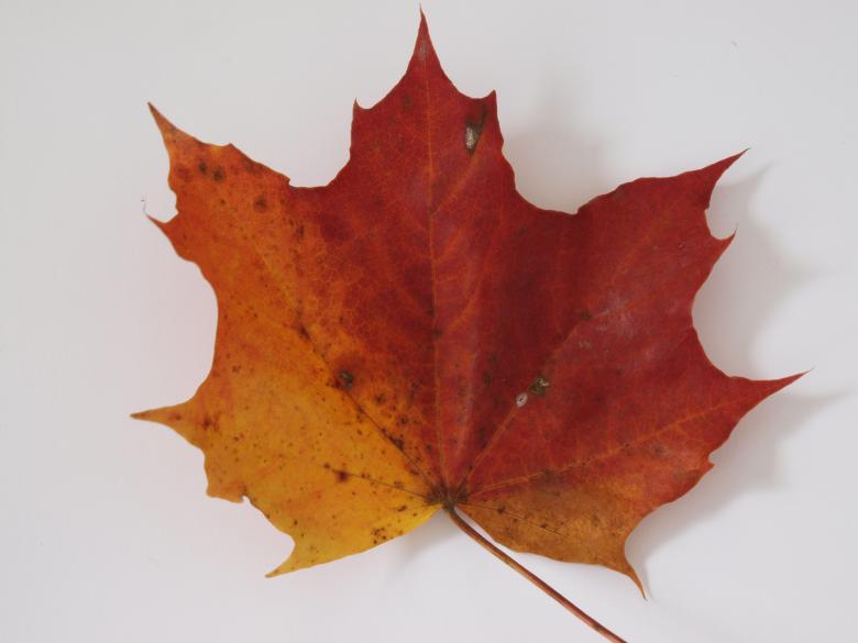 Free stock image of Fall leaf created by Marko Mäkinen