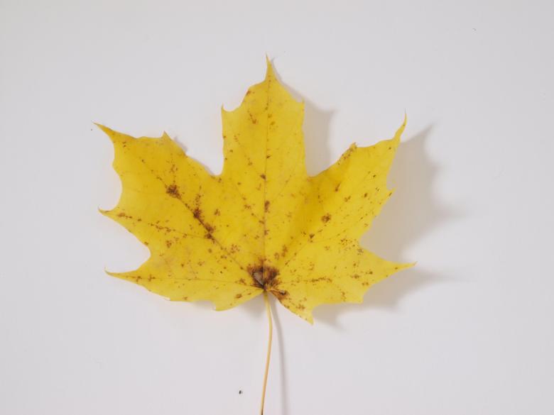Free stock image of Fall leaf created by Marko Mäkinen