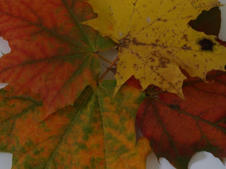 Free stock image of Fall leaf created by Marko Mäkinen