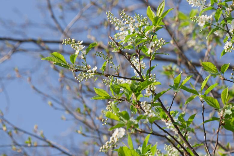 Free stock image of flowers created by 2happy