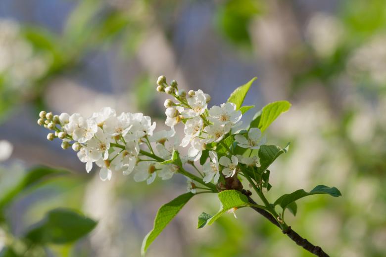 Free stock image of flowers created by 2happy