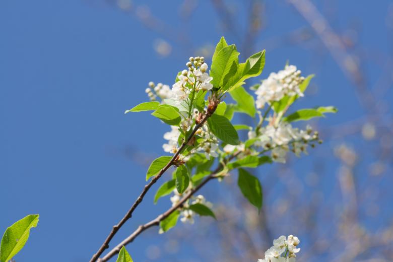 Free stock image of flowers created by 2happy