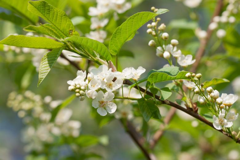 Free stock image of flowers created by 2happy