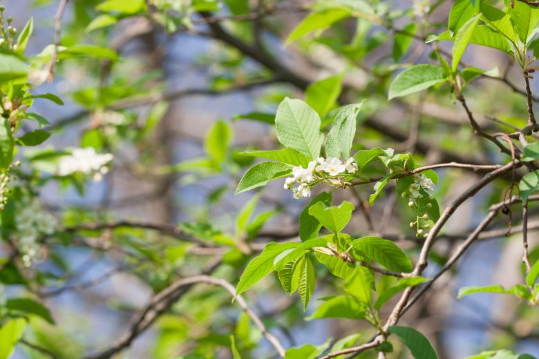 Free stock image of flowers created by 2happy