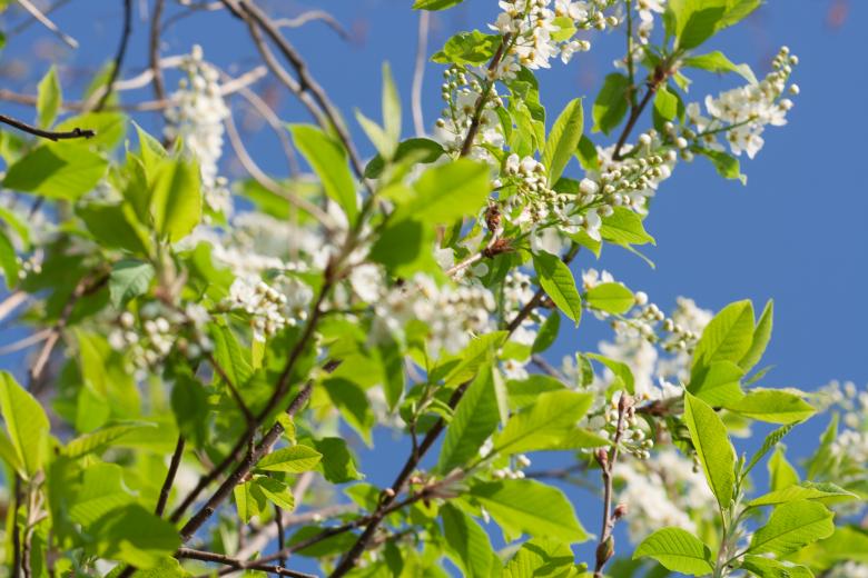 Free stock image of flowers created by 2happy
