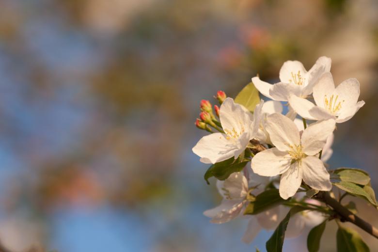 Free stock image of flowers created by 2happy