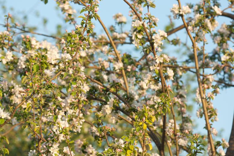 Free stock image of flowers created by 2happy