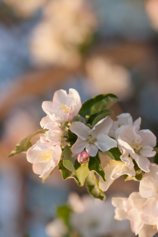 Free stock image of flowers created by 2happy