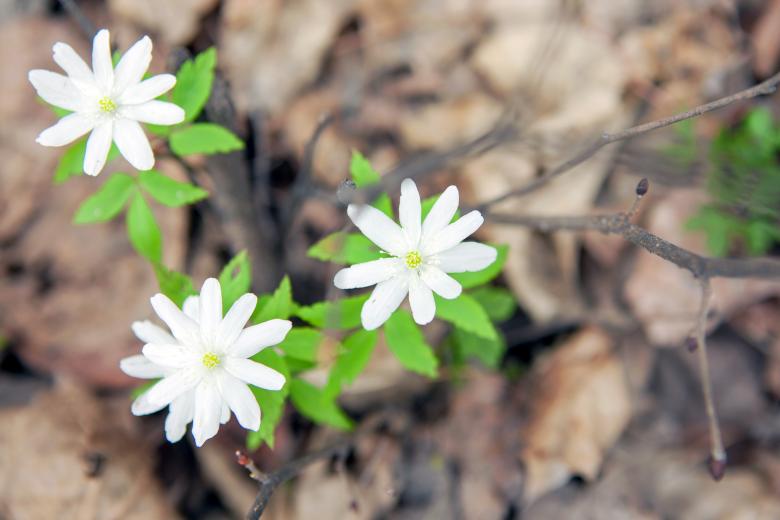 Free stock image of flowers created by 2happy