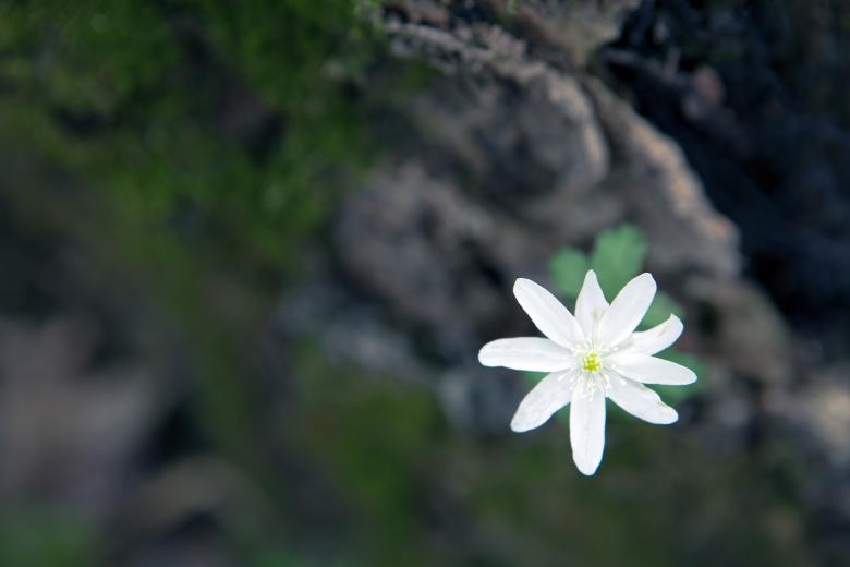 Free stock image of flower created by 2happy