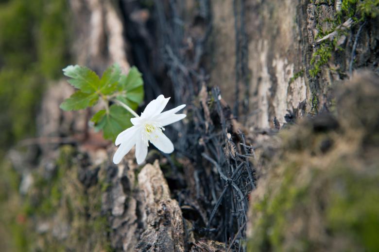 Free stock image of flower created by 2happy