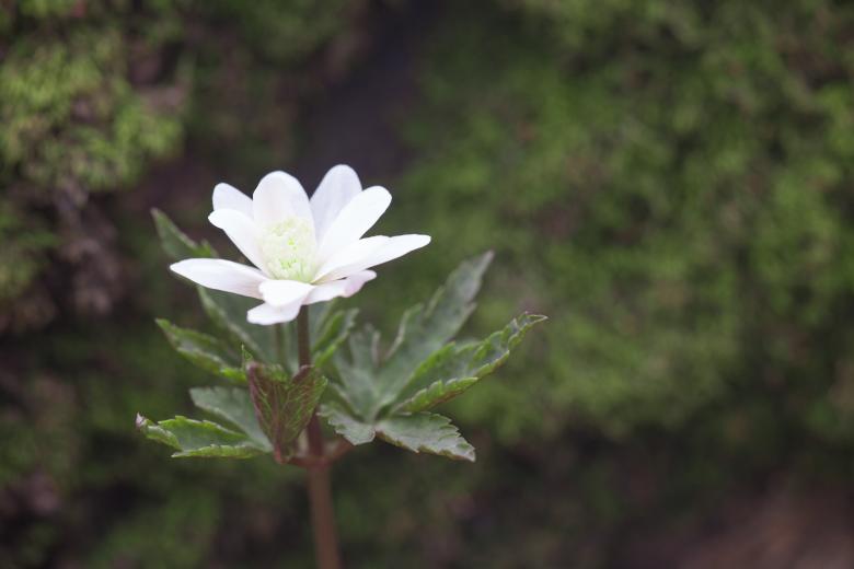 Free stock image of flower created by 2happy