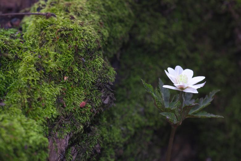 Free stock image of flower created by 2happy