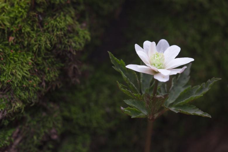 Free stock image of flower created by 2happy