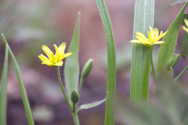 Free stock image of flowers created by 2happy