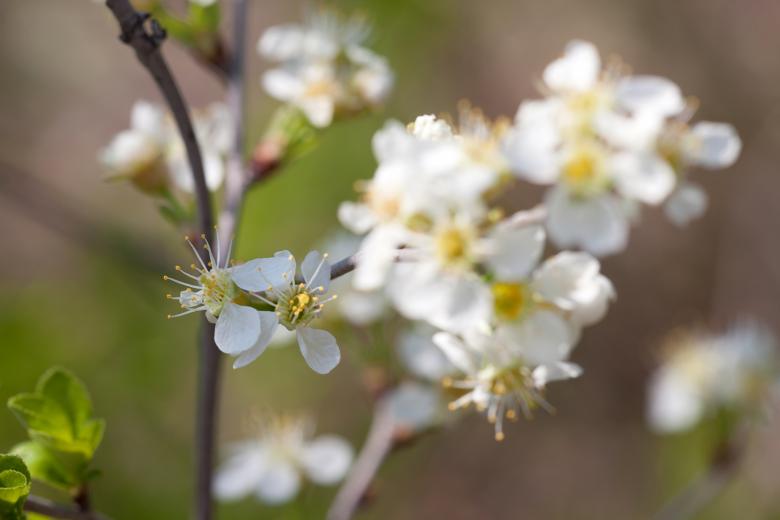 Free stock image of flowers created by 2happy