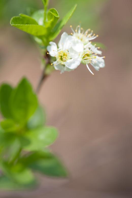 Free stock image of flower created by 2happy