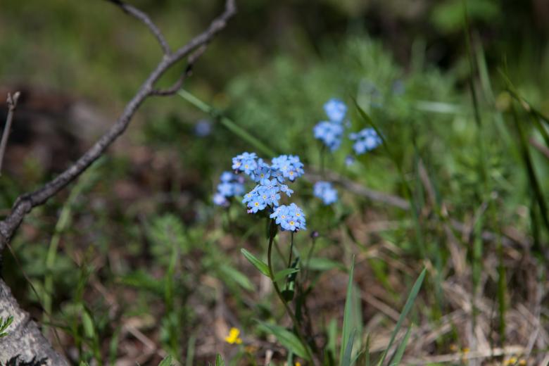 Free stock image of flowers created by 2happy