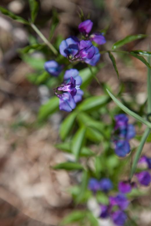 Free stock image of flowers created by 2happy