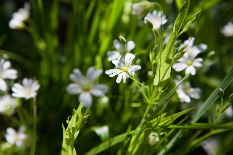 Free stock image of flowers created by 2happy